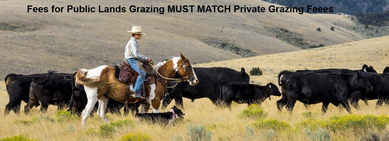 Custom_campaign_image_cattle_and_cowboy_grazing_fee_amendment_68